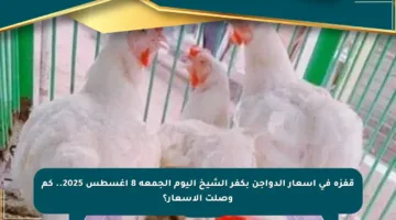 قفزة في أسعار الدواجن بكفر الشيخ اليوم الجمعة 8 أغسطس 2025.. كم وصلت الأسعار؟